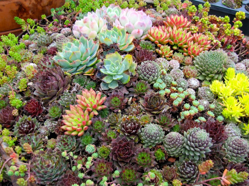 Succuint Succulent! – Everything Succulent
