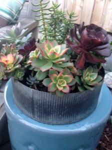 Succulent Centerpiece in Tin
